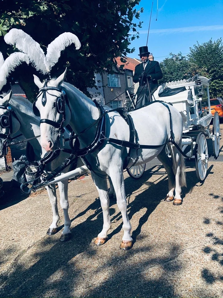 Elegant white horse-drawn hearse carriage with white plumes